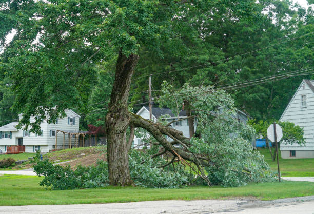 How Our Tree Care Process Works  in  Security Widefield, CO