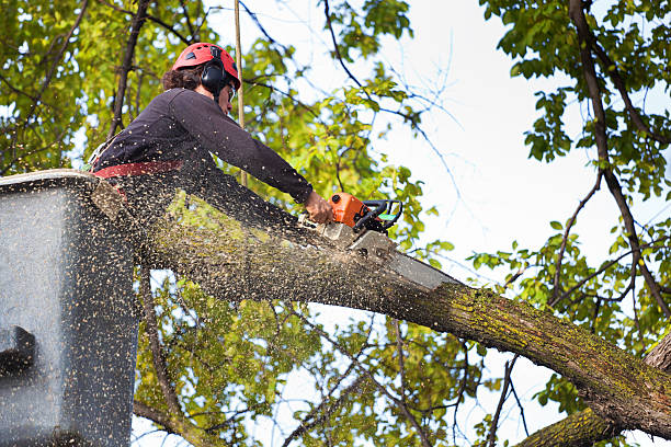 Trusted Security Widefield, CO Tree Care Services Experts